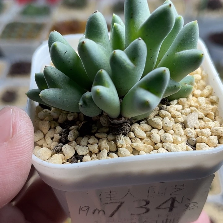 佳人园艺博览会猪蹄734