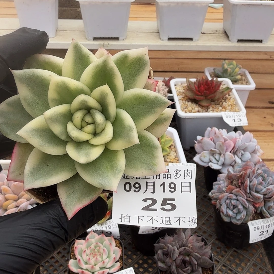 0919-25幸福锦单头
