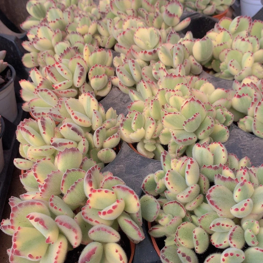 彩虹熊2457899990000