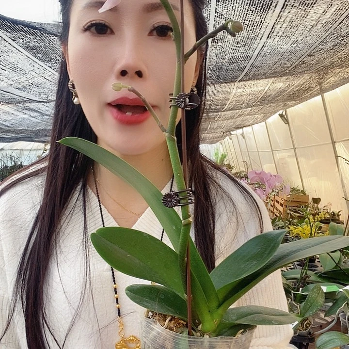 无花朵宝贝蝴蝶兰