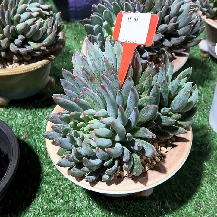 16.88炫彩美人一个