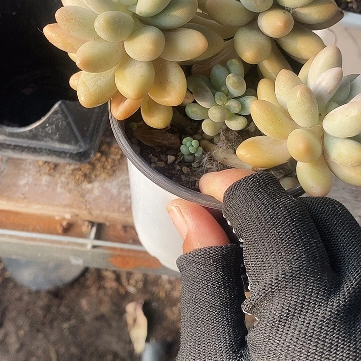 汤圆246788899900