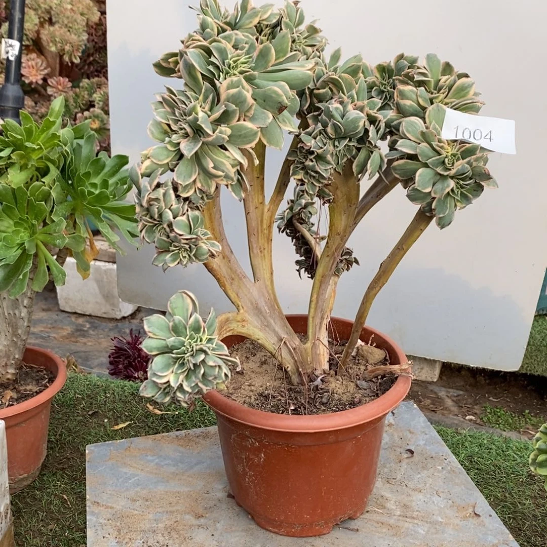 不开花植物1004号灿烂缀化1颗多肉