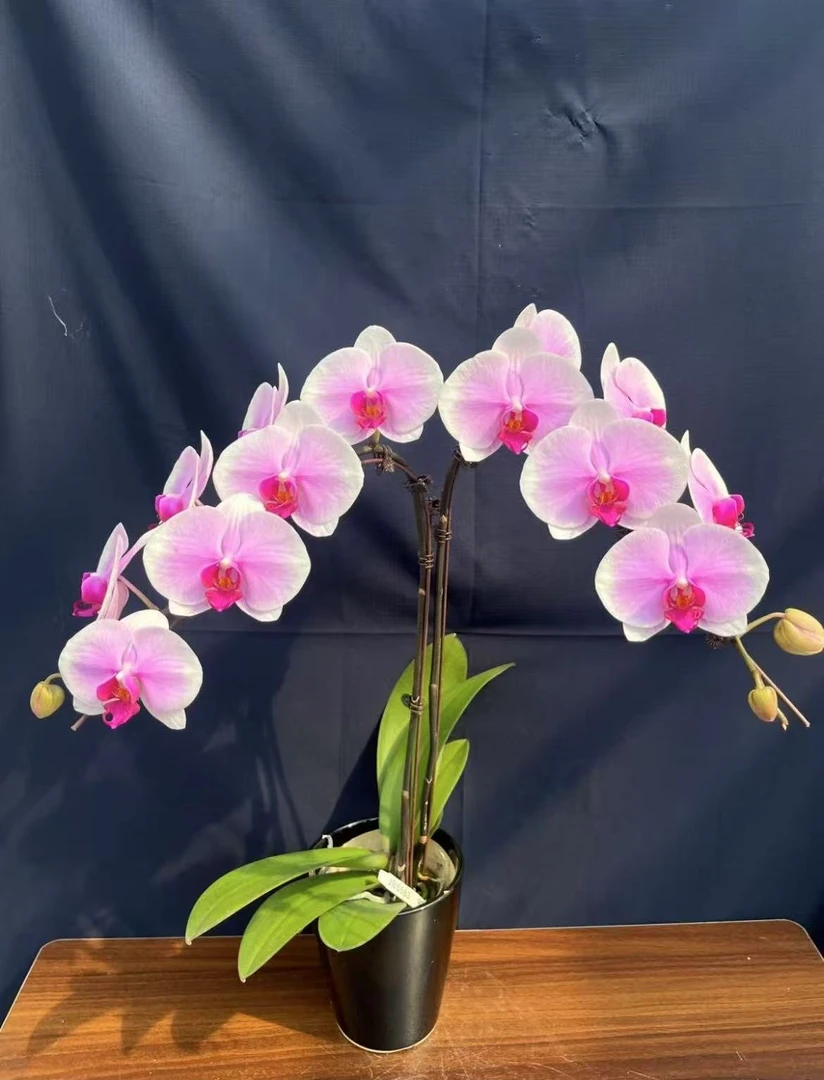 【伊人6寸叶损】蝴蝶兰伊人6寸叶损出梗发货