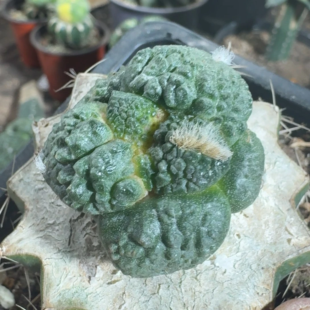 【闪购商品】超大尤哥斯拉787