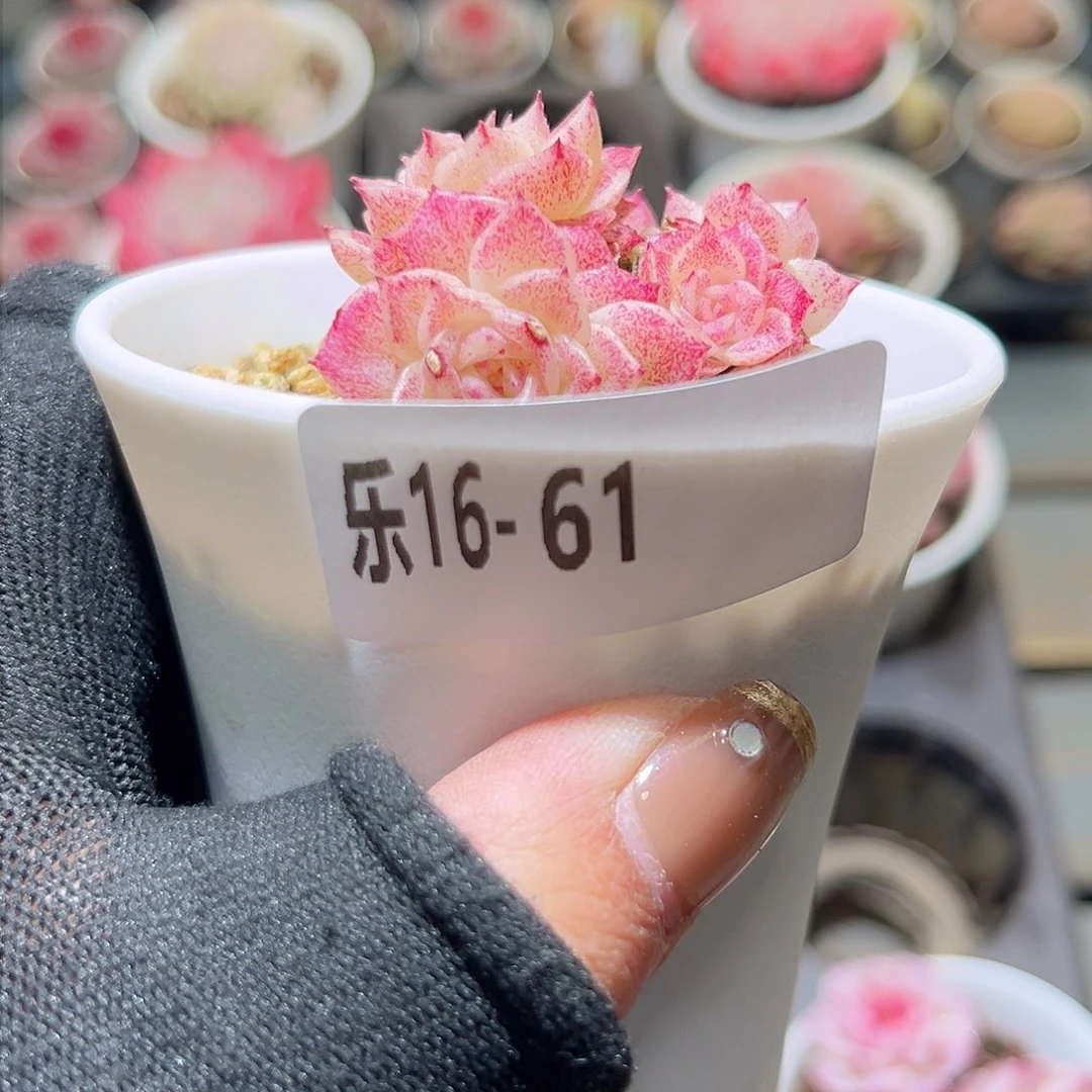 乐16-61 麦秆群不包整