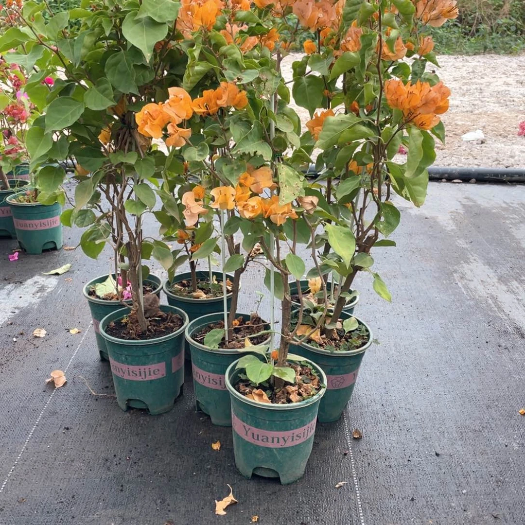 大量花朵（建议范围：8朵-15朵 或40%以上）加州黄大一盆