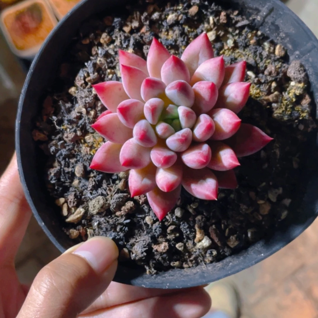 W***w车厘子多肉植物一棵
