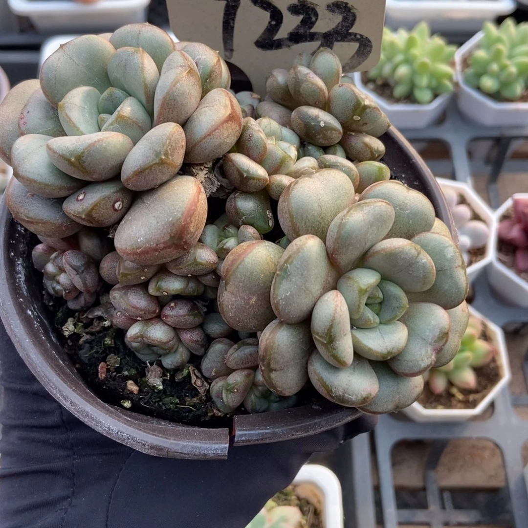 7233葡萄多肉植物