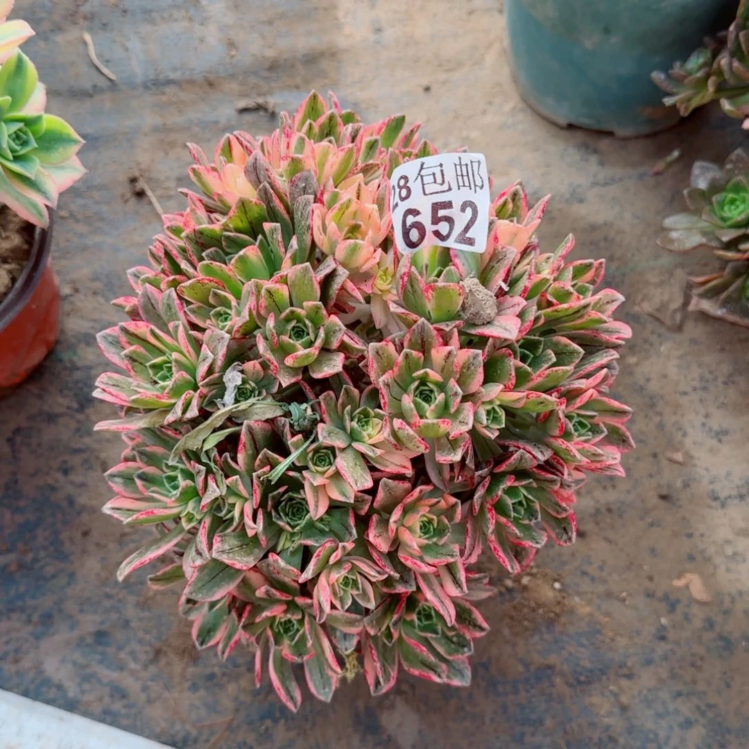 甜茶多肉652满20包邮断枝不包