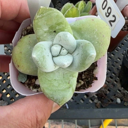 61拇指多肉一物一拍