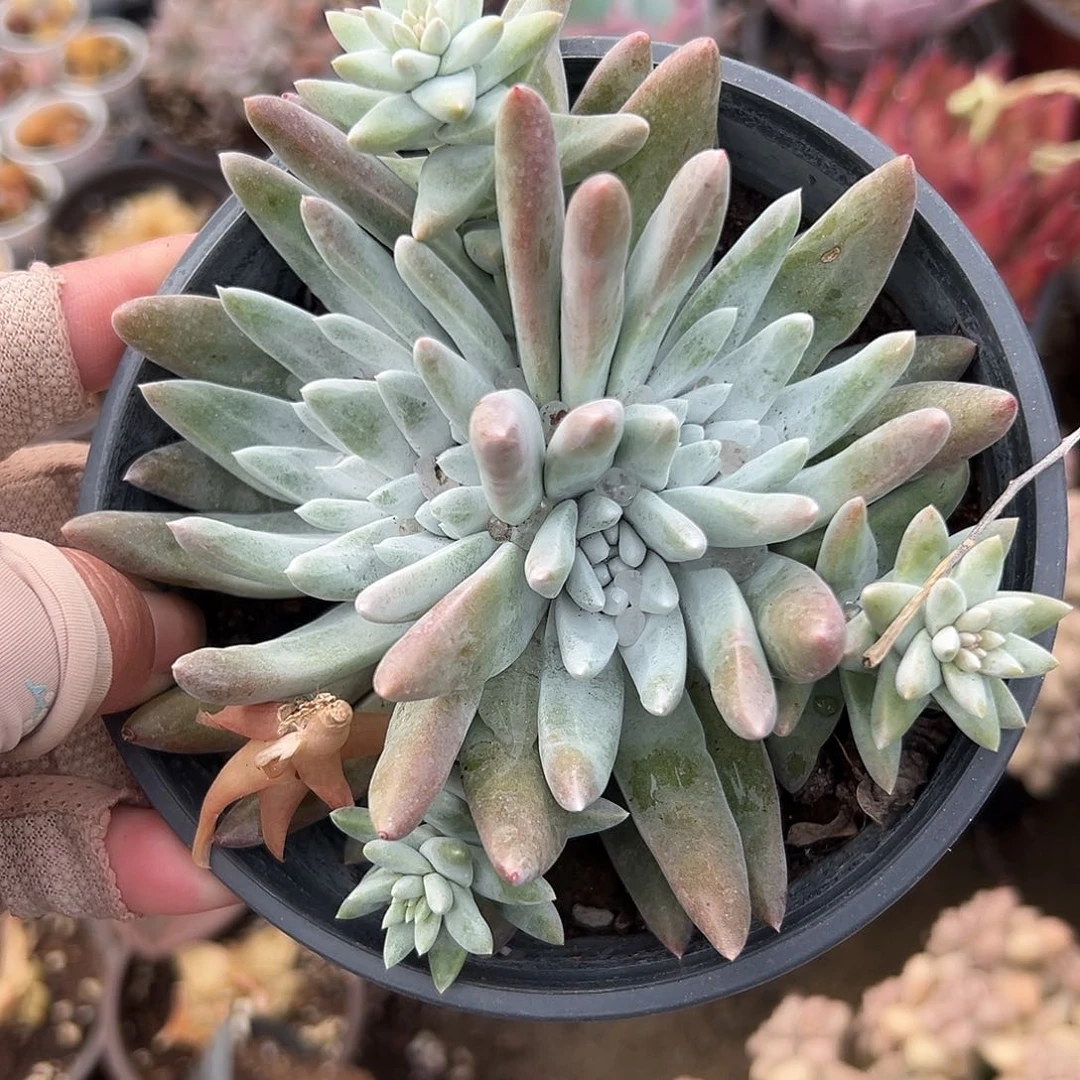 多肉植物多肉植物