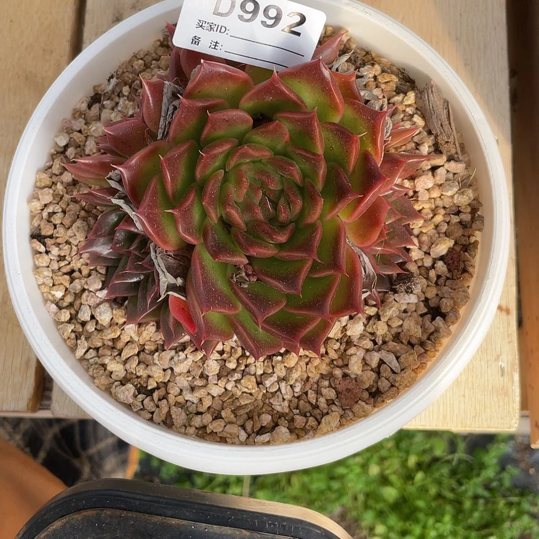 若如东云单拍D992