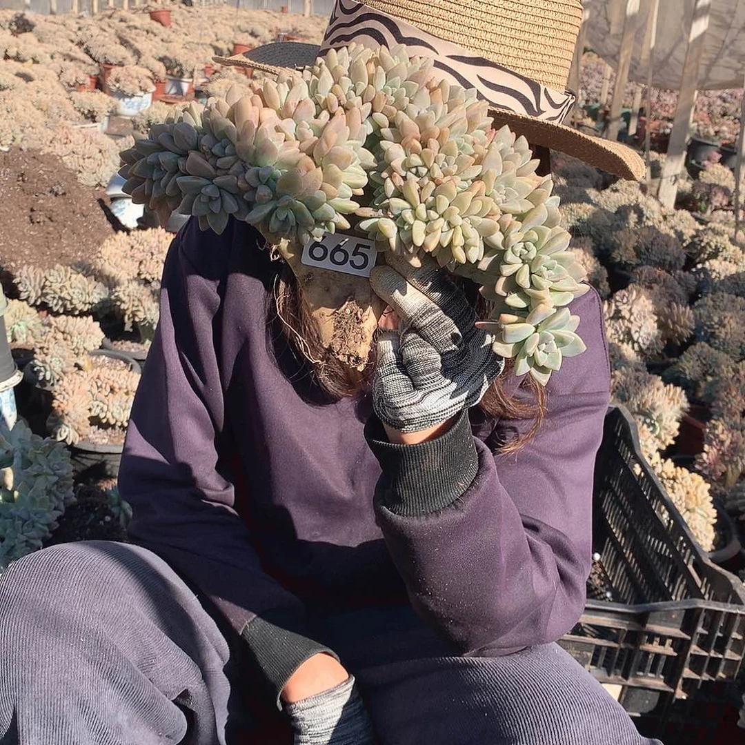 665 淡雪缀 一物一拍