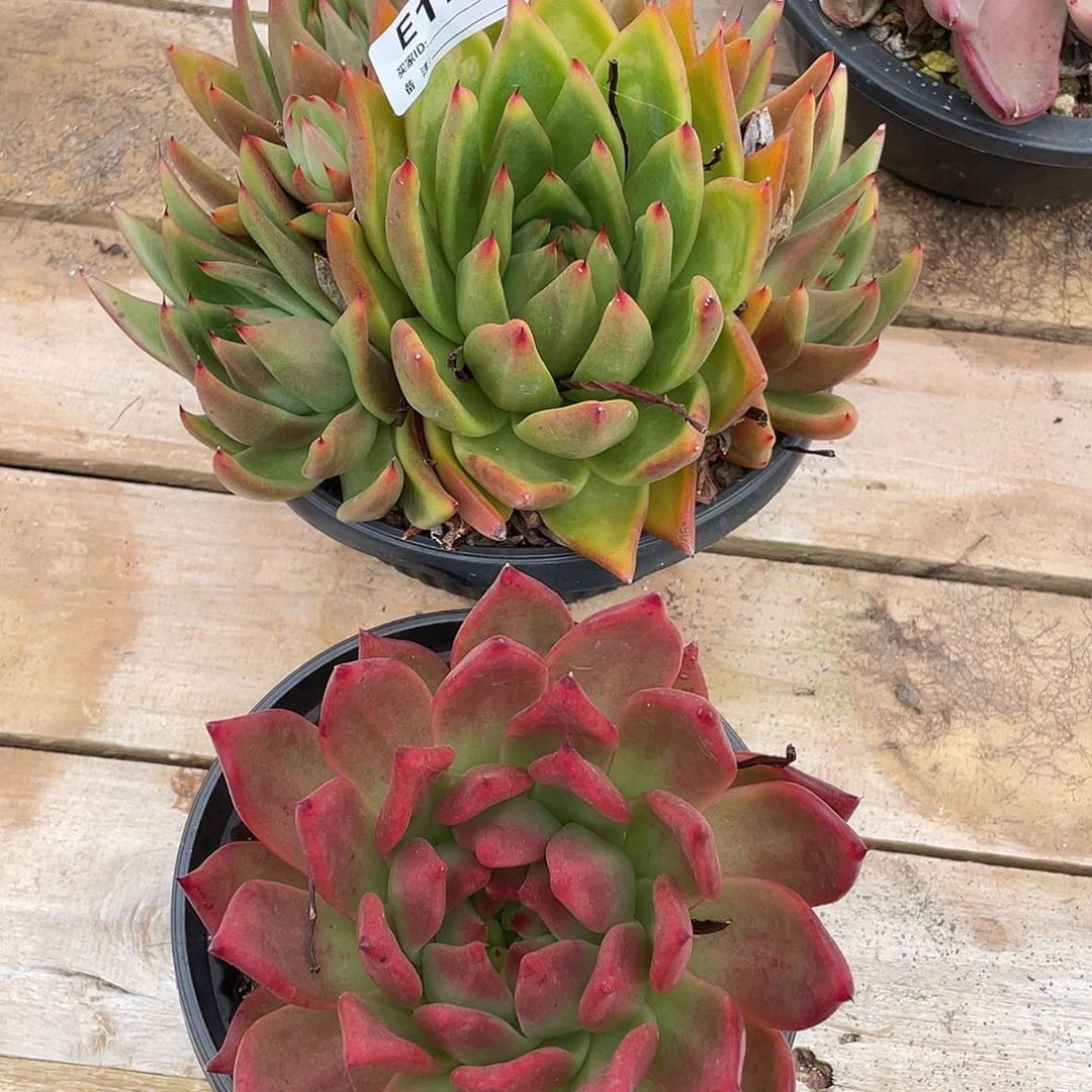 若如多肉组拍E176