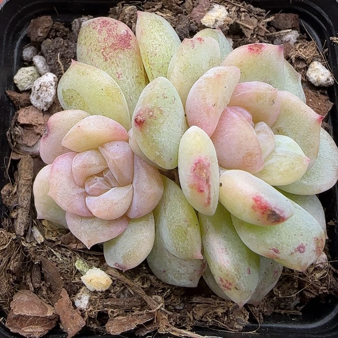 差****405 【满29包邮非偏远】