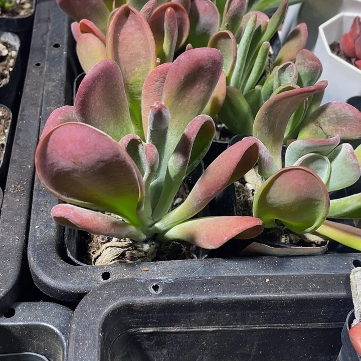 火狐狸带盆土发货