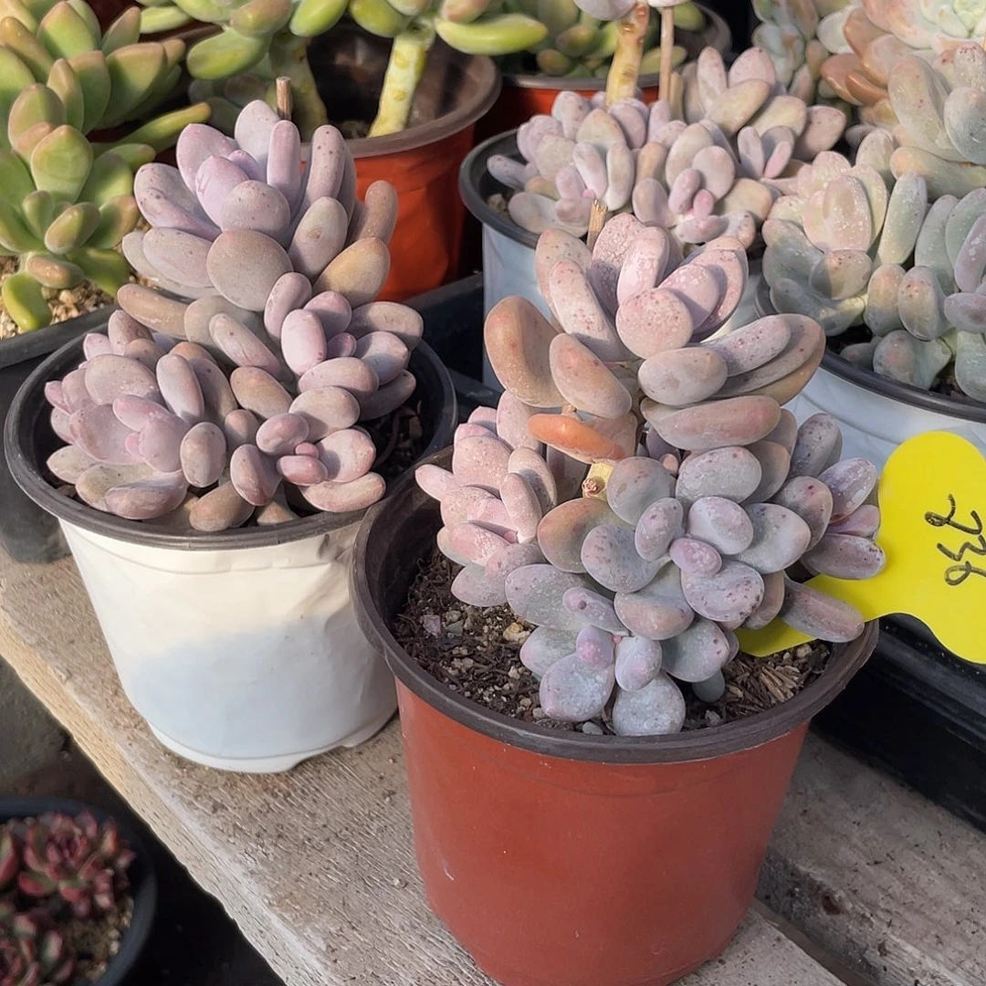 两盆蛋黄奶多肉836