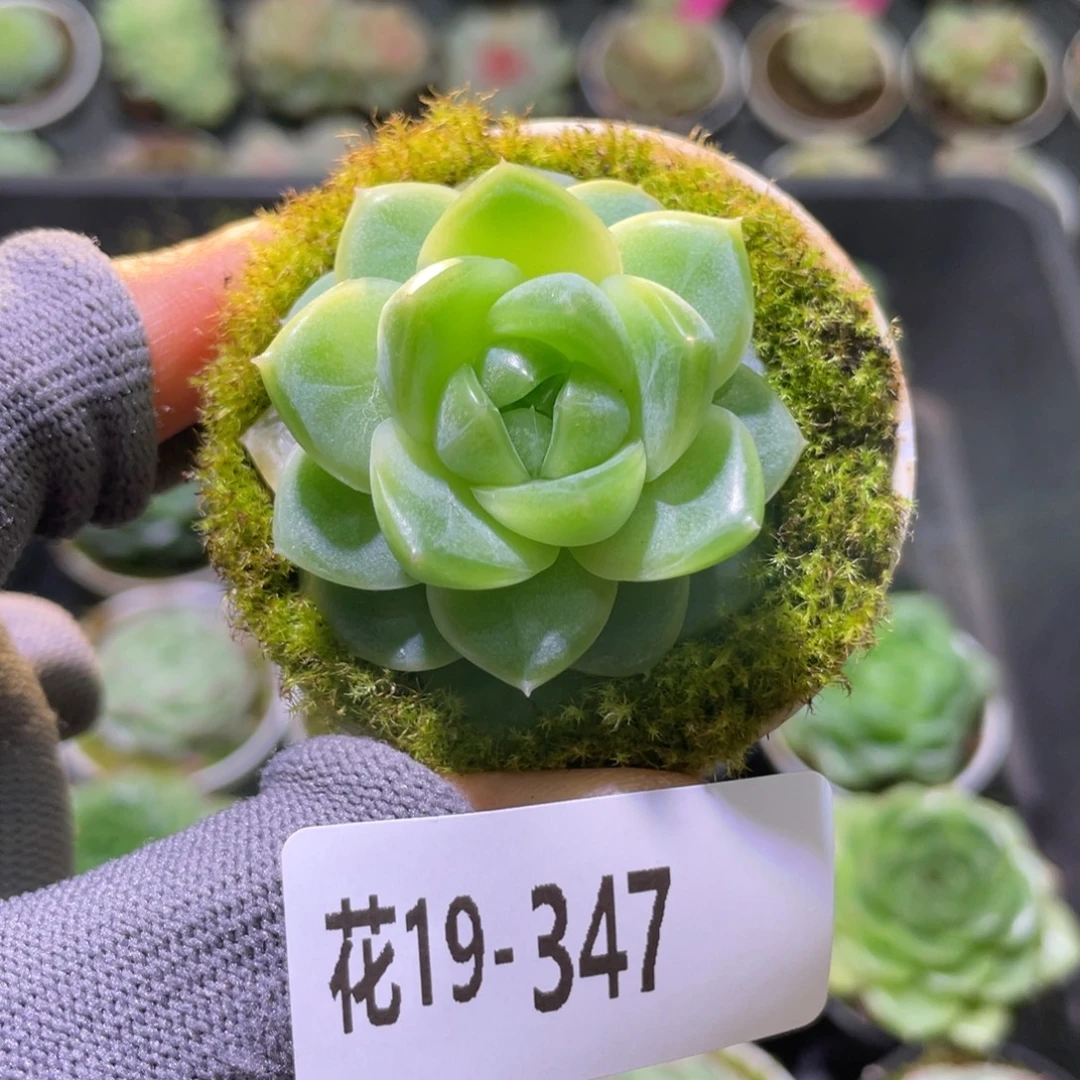花利美19-347珍妮