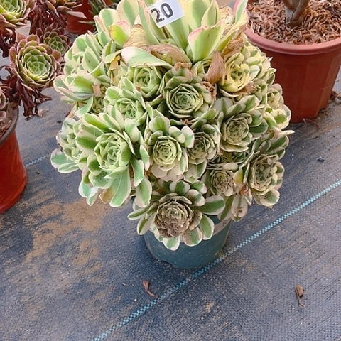 迈巴赫法师法师法师20