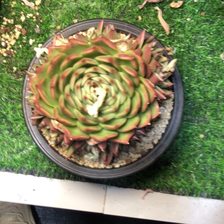 快**?50//////////////////