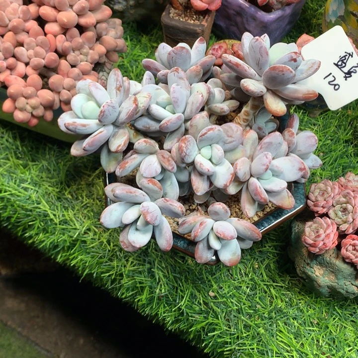 雪美人老桩多肉发货