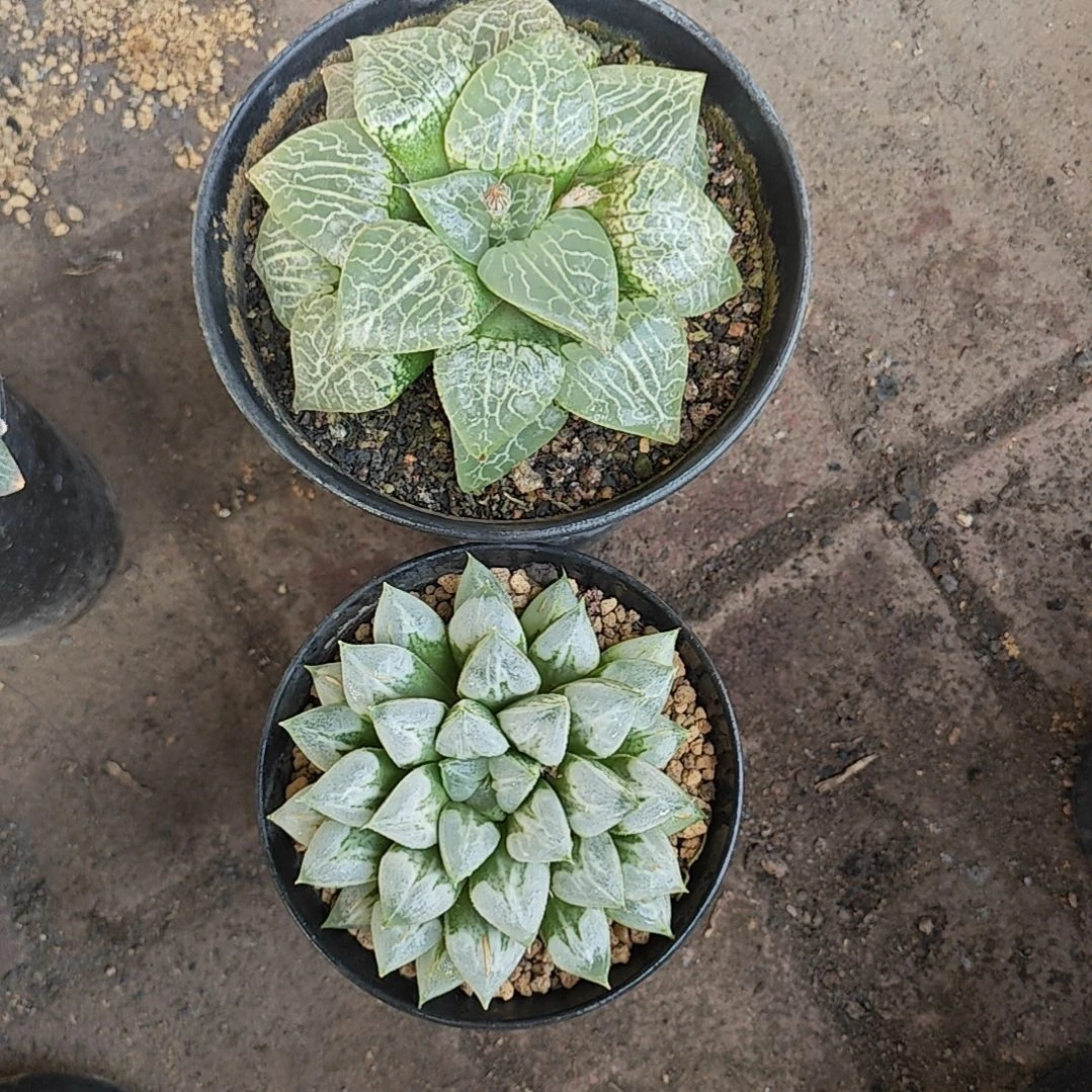 两颗多肉植物原盆土