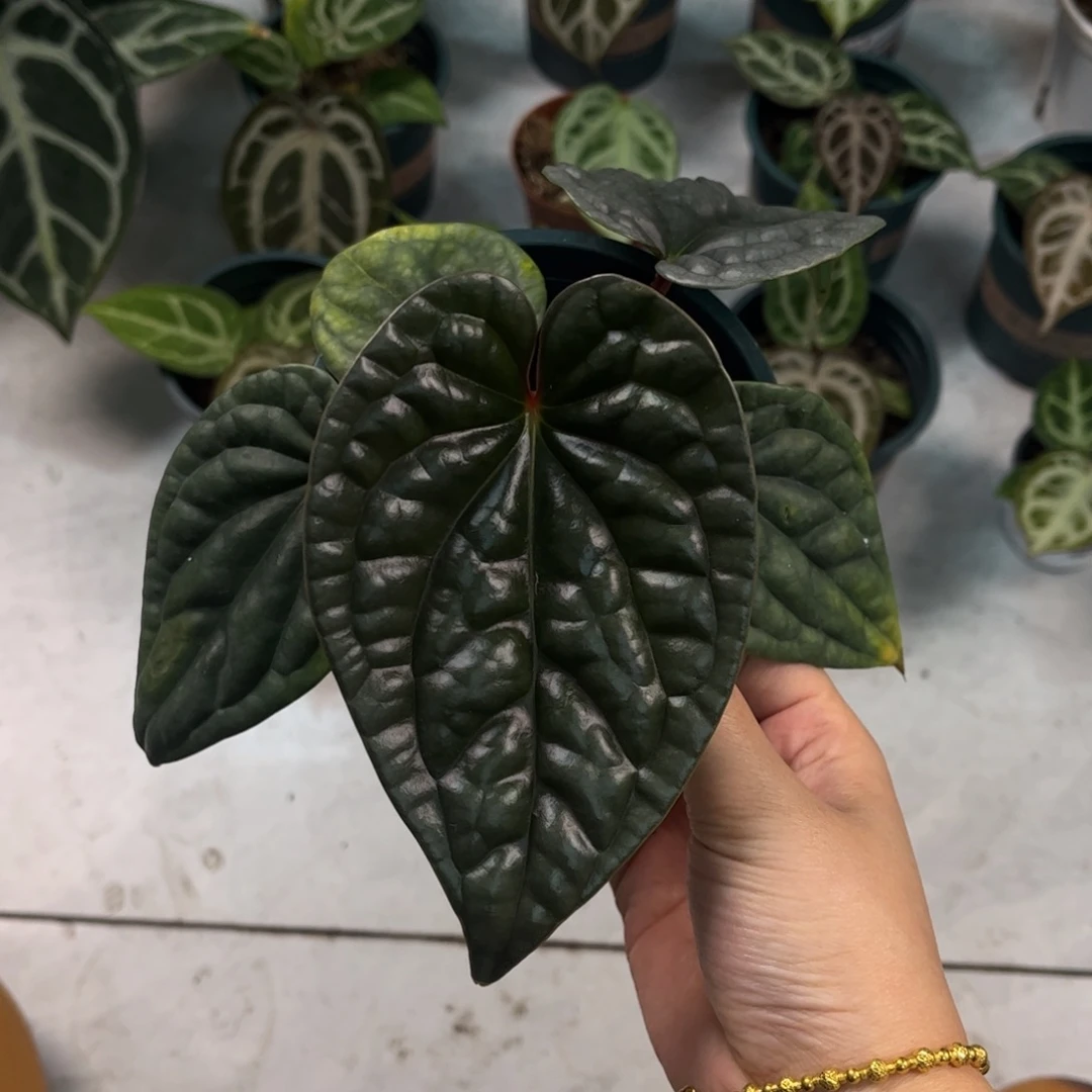 不开花植物奢华（34