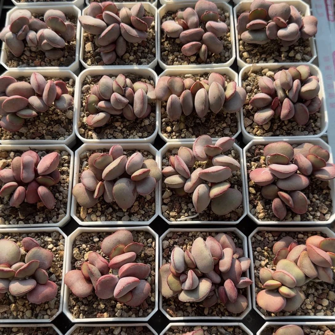 白肌红蛋量拍链接