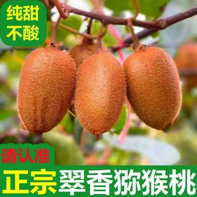 陕西周至当季翠香猕猴桃正宗新鲜水果绿心奇异果
