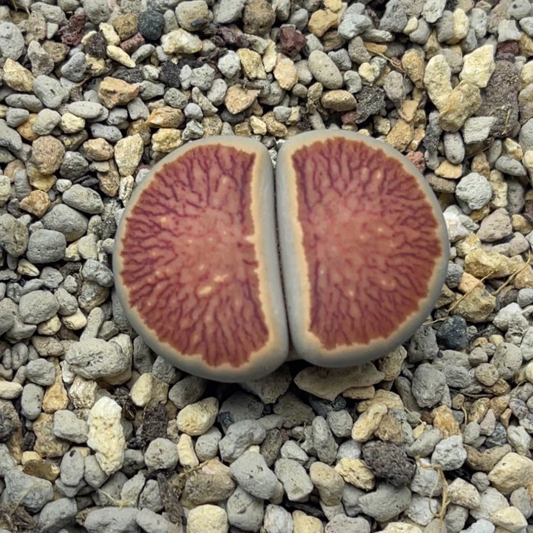 4434红窗菊一颗。