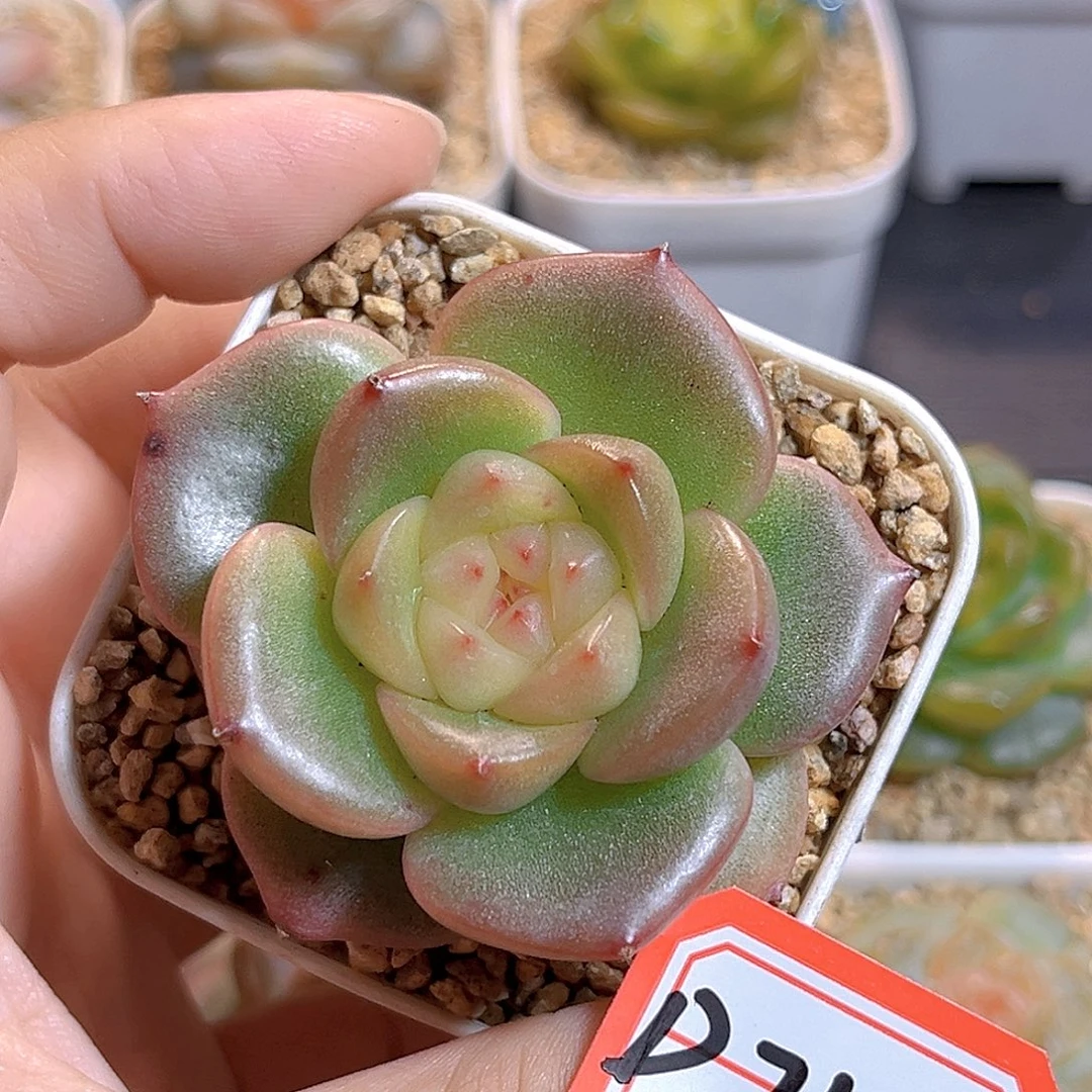 D710 一物一拍 忍冬