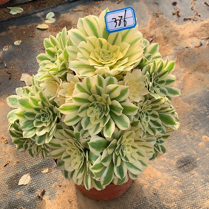 麦巳多肉植物386