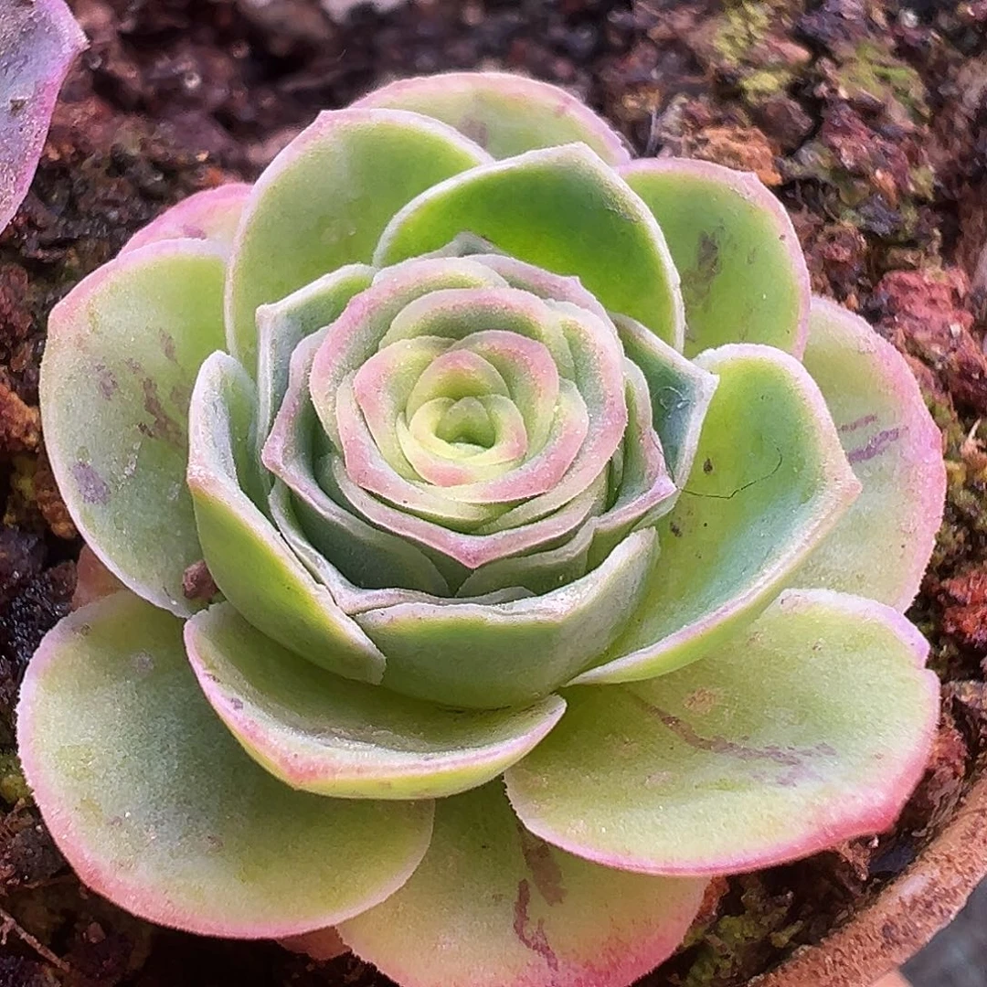 糖糖865 不知名宽边粉