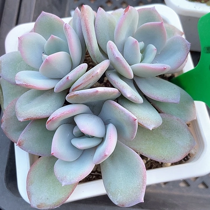 多肉植物韩版奶茶966多肉