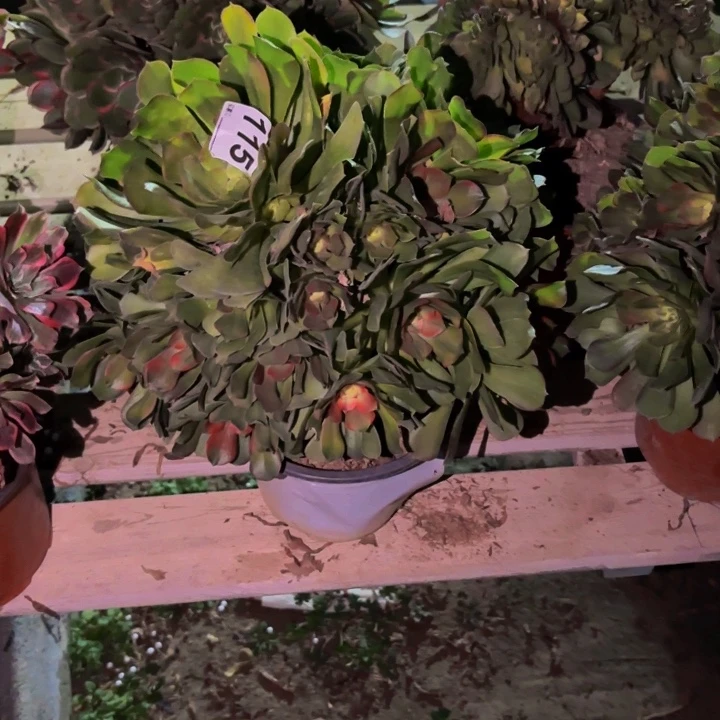 115香妃多肉植物不售后
