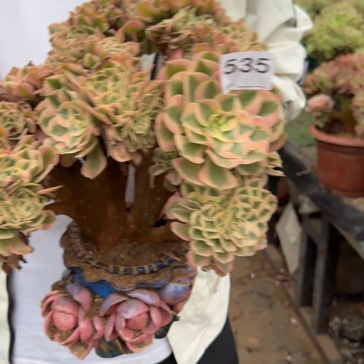 青苹果法师锦自然朵朵缀化535