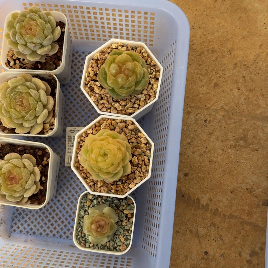 元旦福利三颗一起