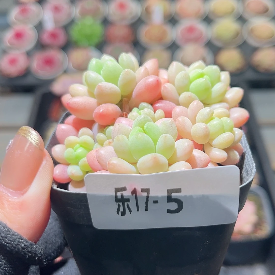 乐17-5 洛可可群