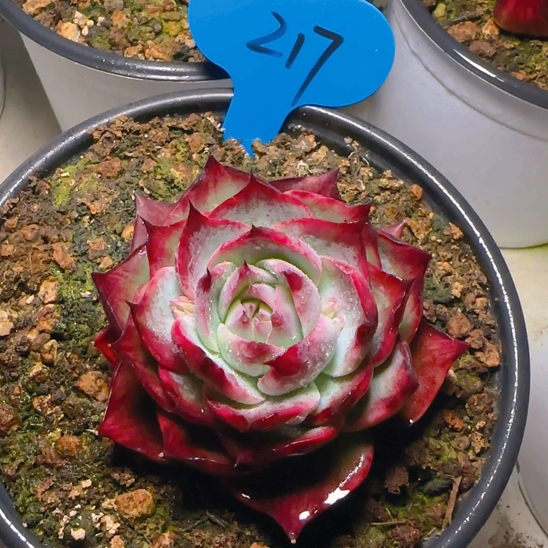 小惊鸿仙子一物一拍217号