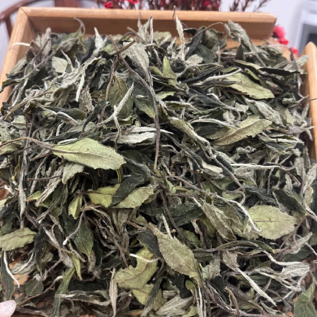 （茶山游记）2024年春寿眉