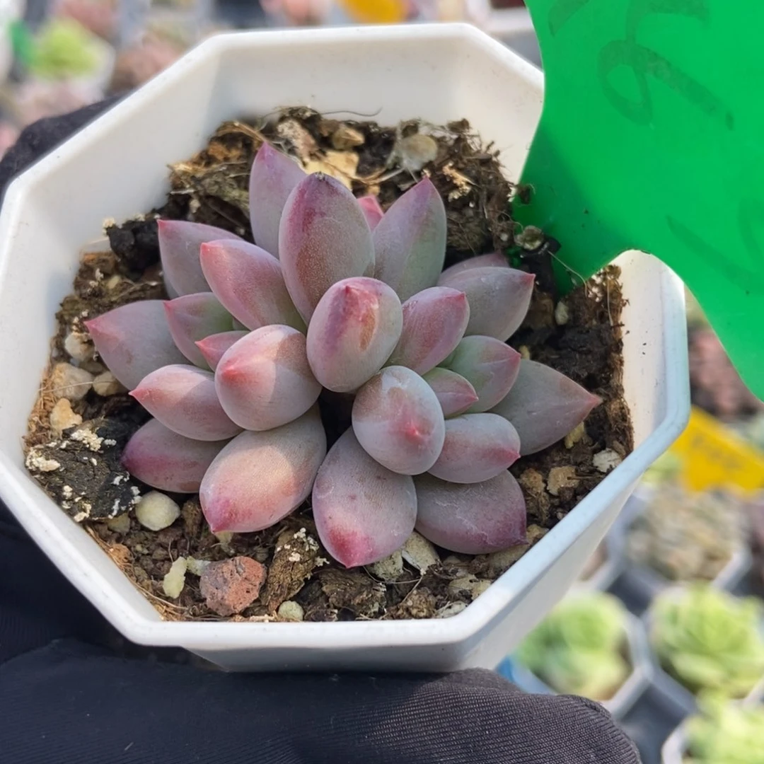983金鱼姬多肉植物保护