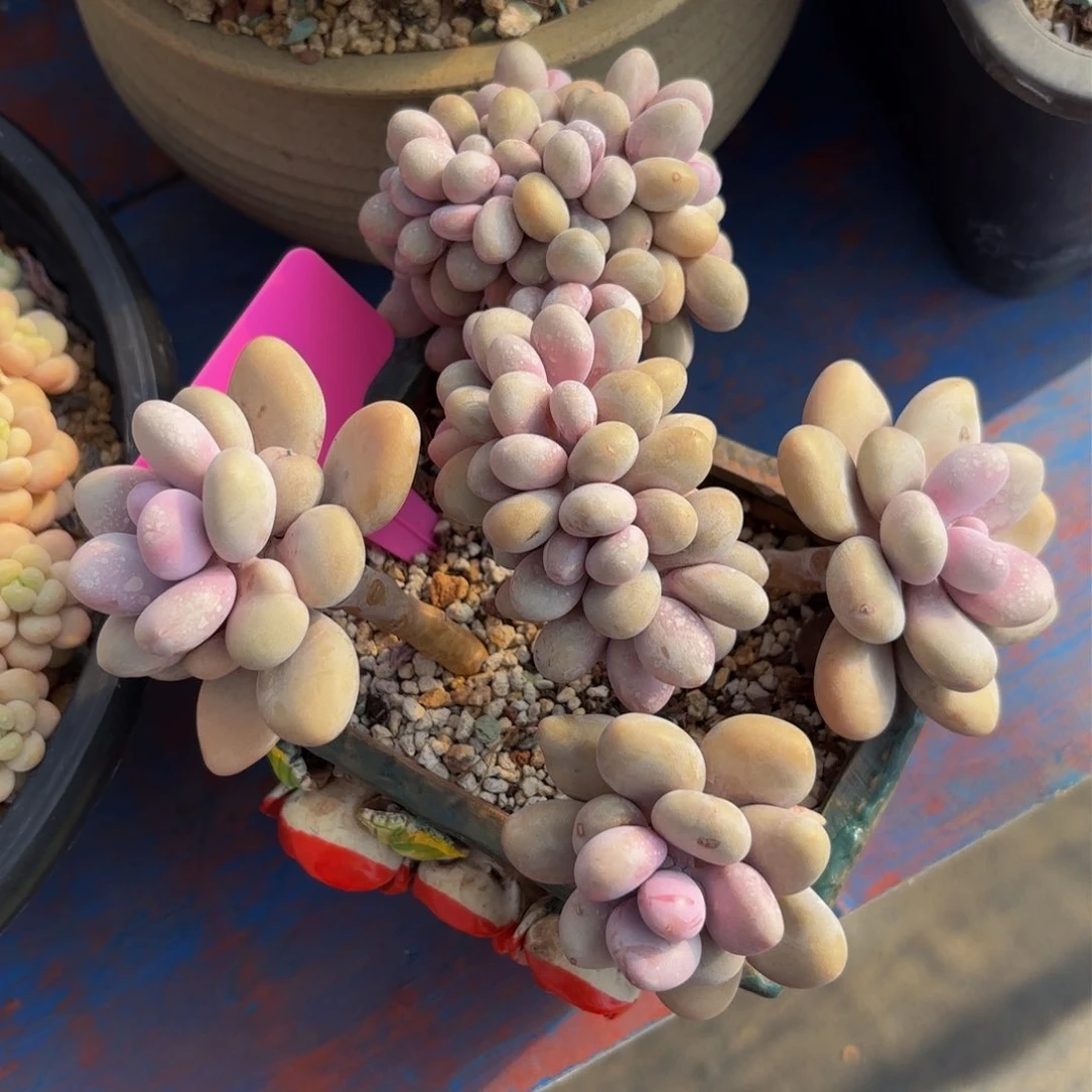 华*哈哈哈哈哈哈哈哈哈哈