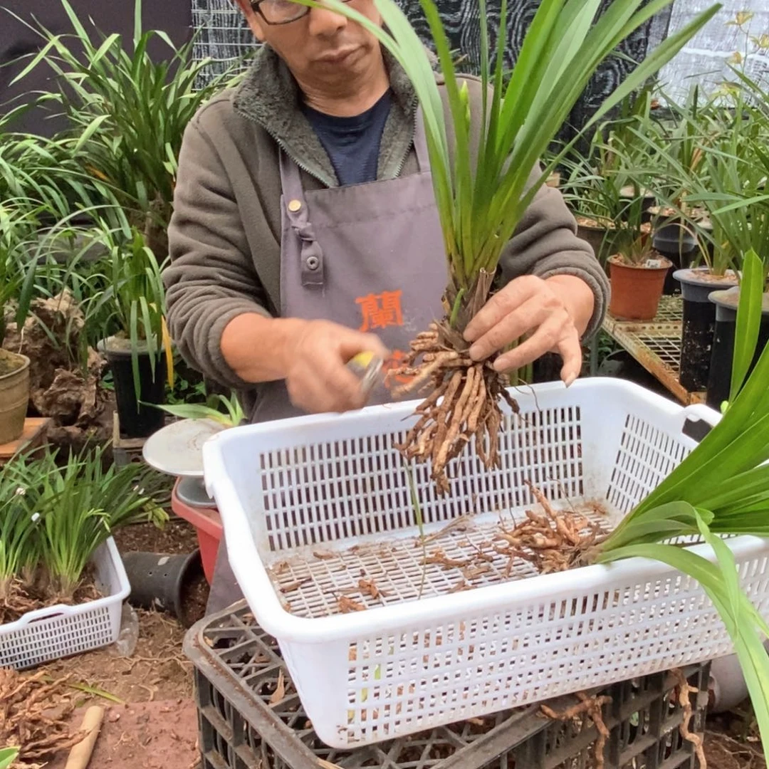 完全开放棕根大雪兰红舌