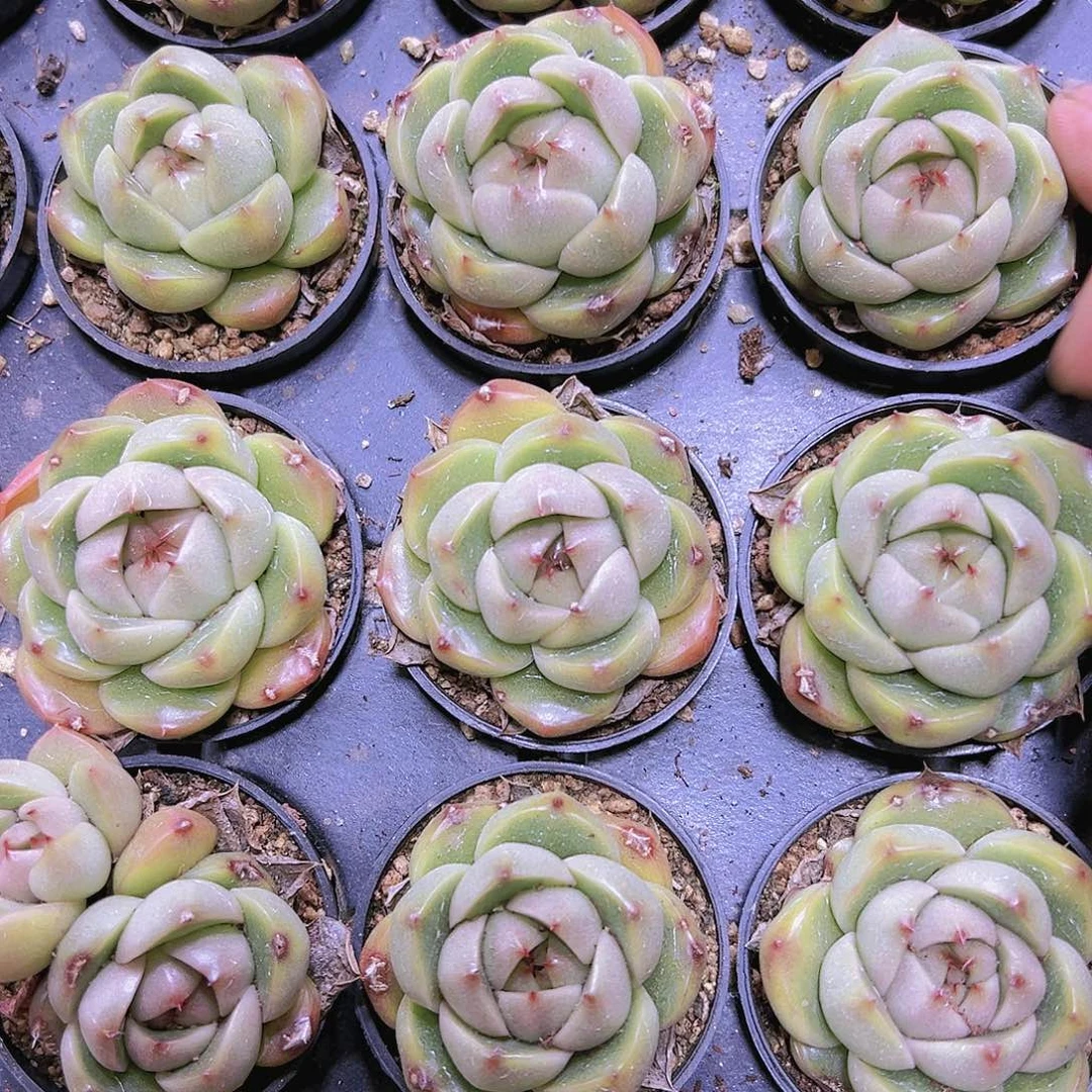 冰冰鬼珍妮19包邮