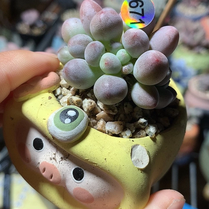 仙子奶酪多肉植物