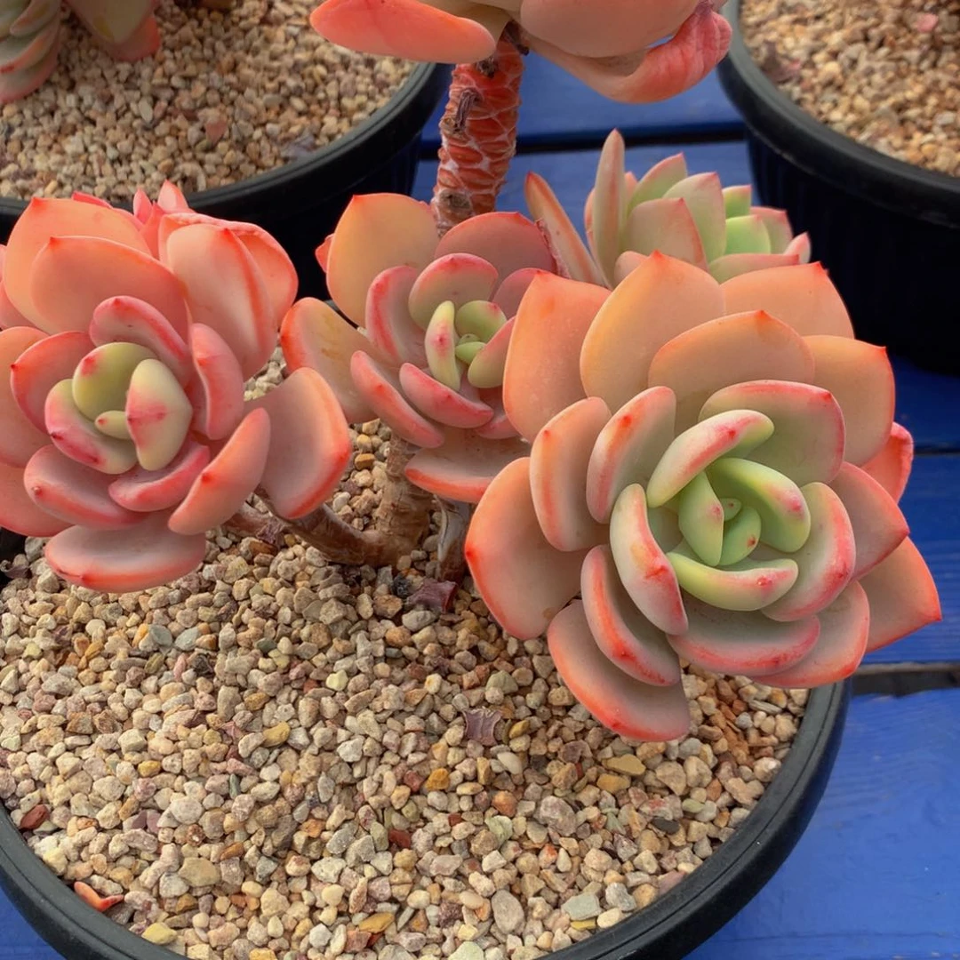 今***?白月光11111111