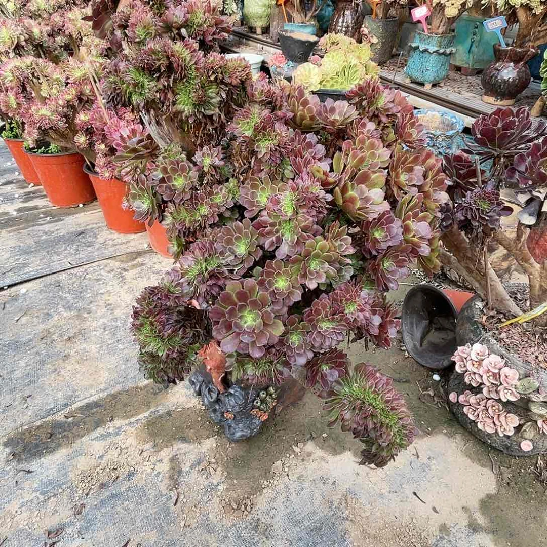 【闪购商品】全部花朵铜壶