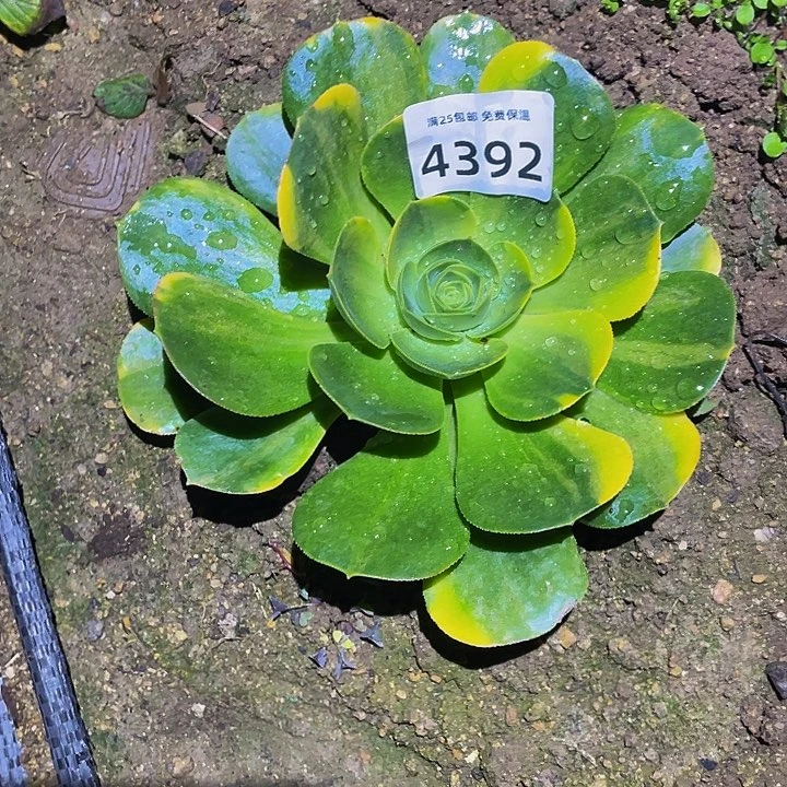 4392香炉盘黄花脸多肉植物