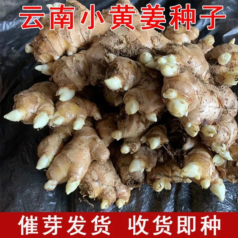 生姜种子姜种带芽云南小黄姜种籽生姜种植苗老姜子姜芽大肉姜种苗